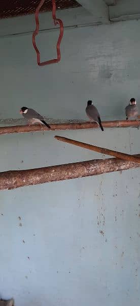 gray java finch available ready to first breed 4 pair 5