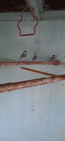 gray java finch available ready to first breed 4 pair 7