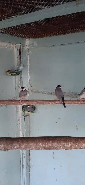 gray java finch available ready to first breed 4 pair 9