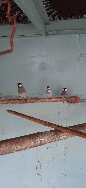 gray java finch available ready to first breed 4 pair 10