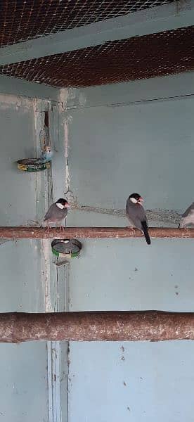 gray java finch available ready to first breed 4 pair 11