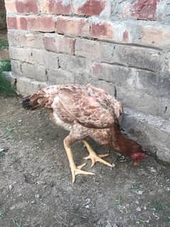 Aseel Murga And Hens Pair For Sale 0
