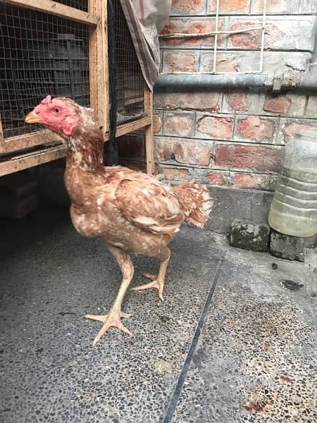 Aseel Murga And Hens Pair For Sale 1