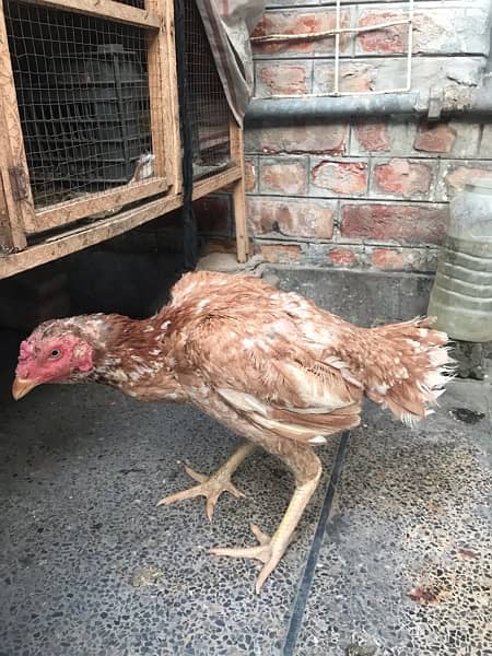 Aseel Murga And Hens Pair For Sale 2