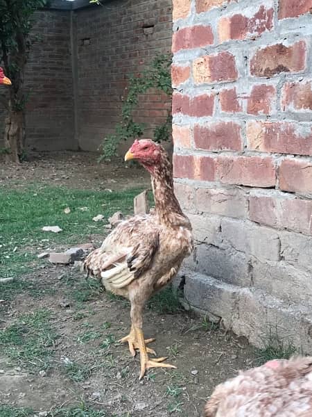 Aseel Murga And Hens Pair For Sale 3