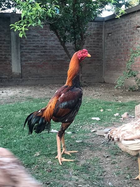 Aseel Murga And Hens Pair For Sale 4