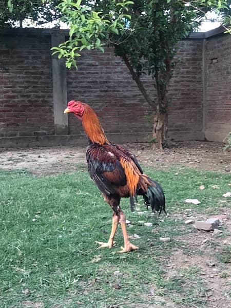 Aseel Murga And Hens Pair For Sale 5