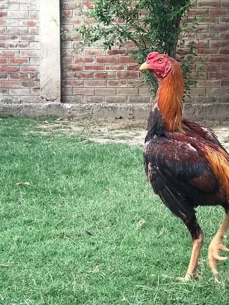 Aseel Murga And Hens Pair For Sale 6