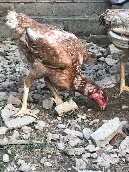 Aseel Murga And Hens Pair For Sale 7
