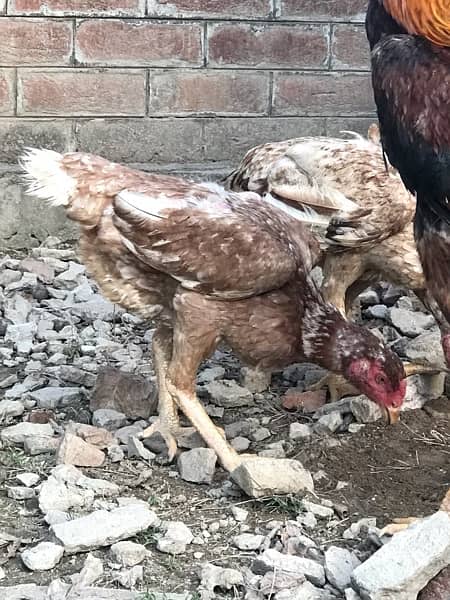 Aseel Murga And Hens Pair For Sale 8