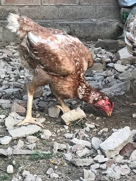 Aseel Murga And Hens Pair For Sale 9