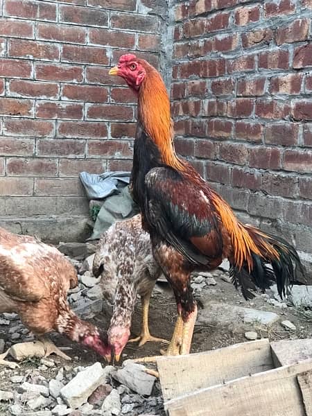 Aseel Murga And Hens Pair For Sale 10