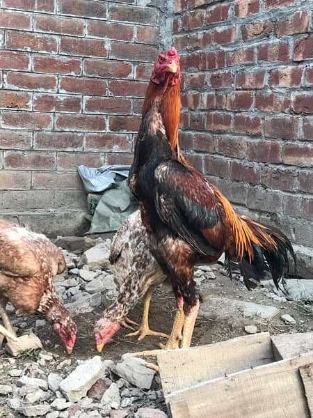 Aseel Murga And Hens Pair For Sale 11