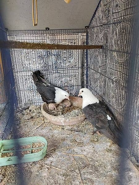 karbalai pigeons available brown and black breeding pairs. 1