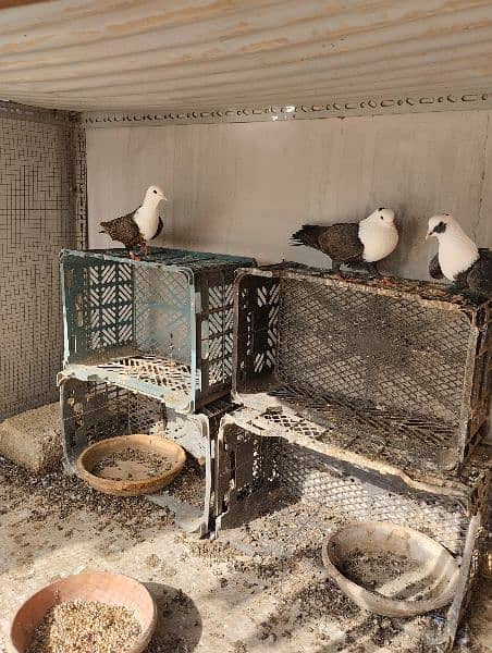 karbalai pigeons available brown and black breeding pairs. 3