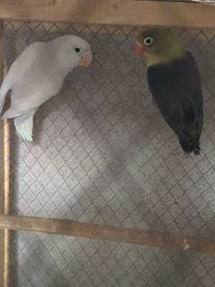 Love birds Parblue split Ino Female + Albino Black Eyes Male