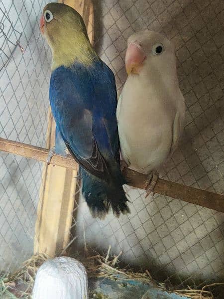 Love birds Parblue split Ino Female + Albino Black Eyes Male 1