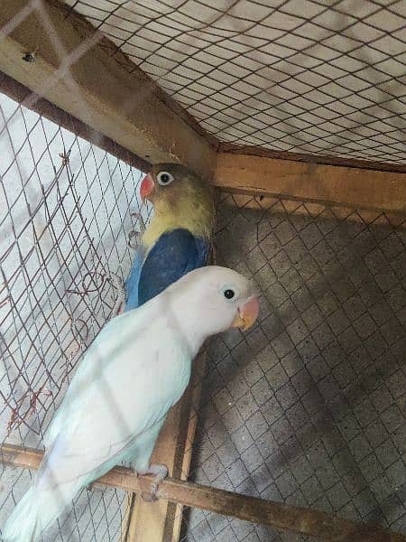 Love birds Parblue split Ino Female + Albino Black Eyes Male 2