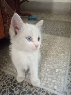 Persian female kitten for sale odd eyes 2 months price is negotiable