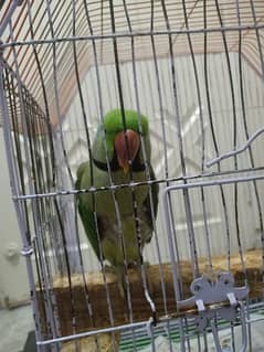 raw taking parrot for sale