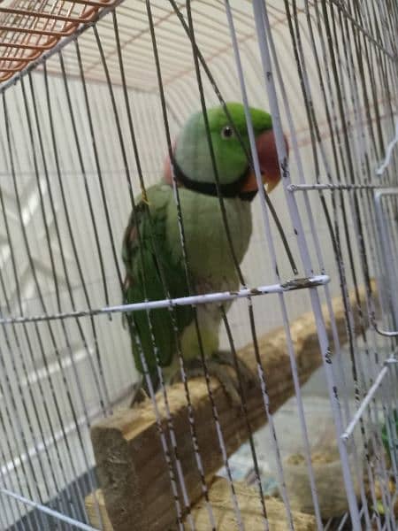 raw taking parrot for sale 1