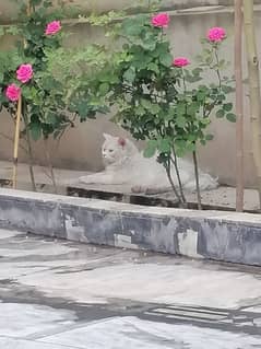 beautiful Persian cat with odd eyes