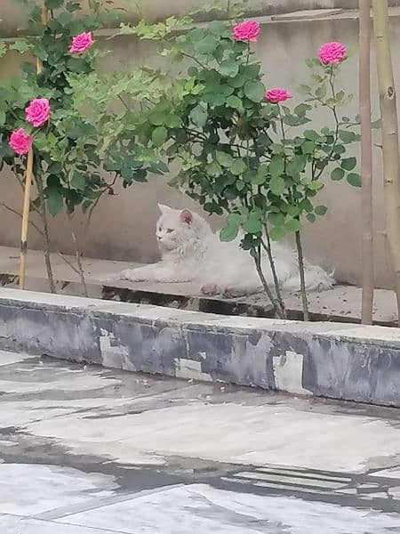 beautiful Persian cat with odd eyes 0