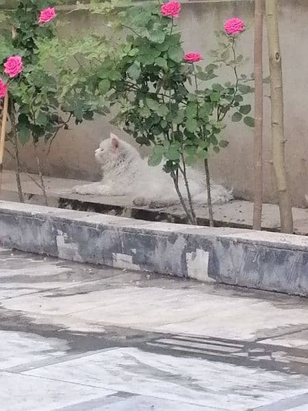 beautiful Persian cat with odd eyes 2