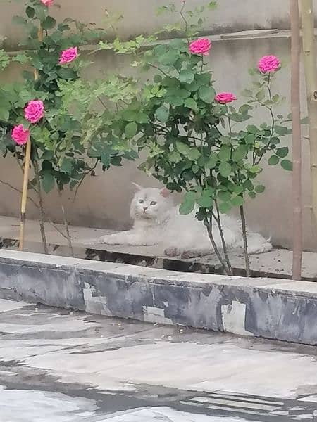 beautiful Persian cat with odd eyes 3