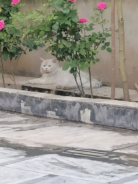 beautiful Persian cat with odd eyes 4