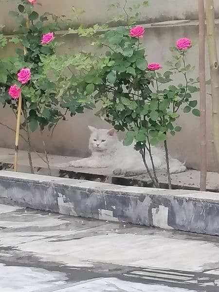 beautiful Persian cat with odd eyes 5