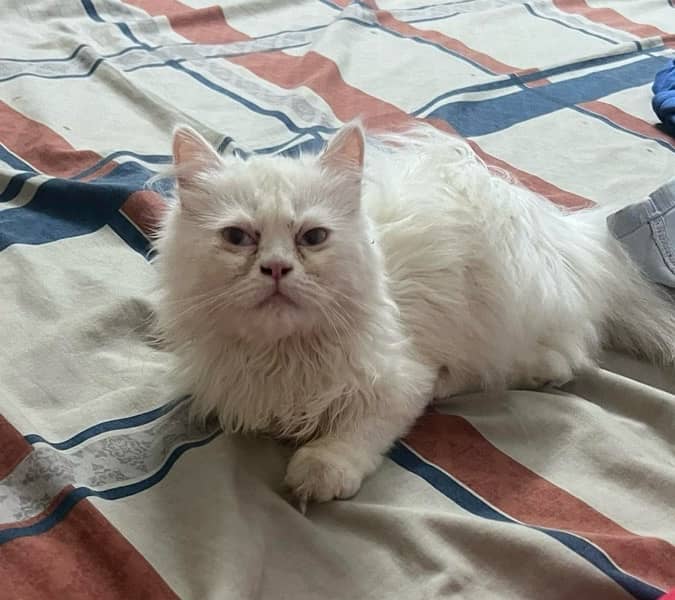 4 months old pure Persian kittens 0