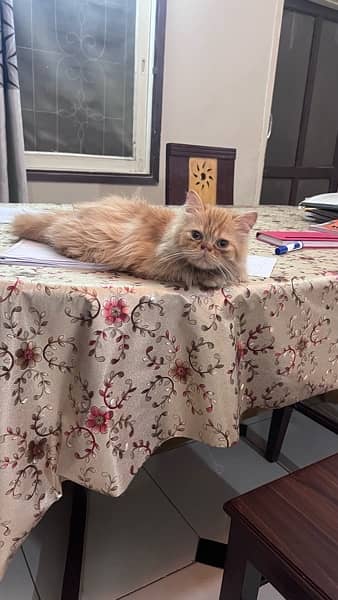 4 months old pure Persian kittens 1
