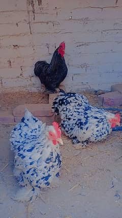 fancy hens 7 month age