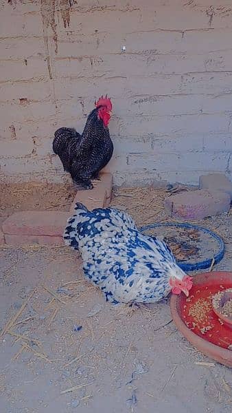 fancy hens 7 month age 1