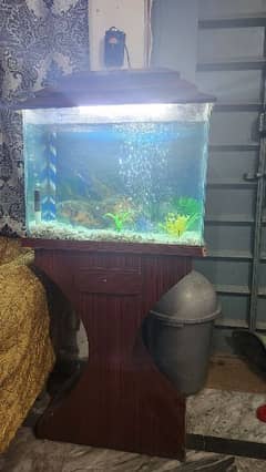 fish tank aquarium with Oscar fish