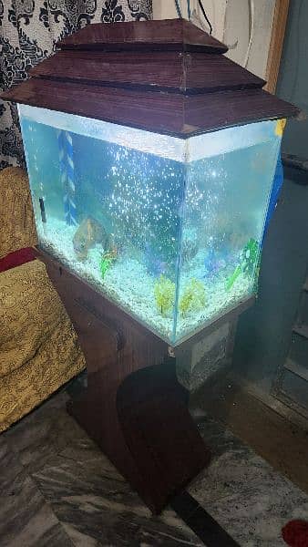 fish tank aquarium with Oscar fish 1