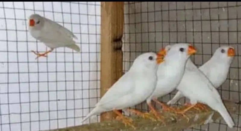 snow white finches breeder 0