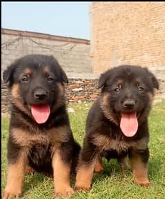 German Dabal coat male female available for sale
