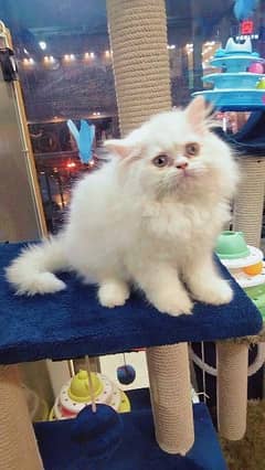 Persian long coat kitten