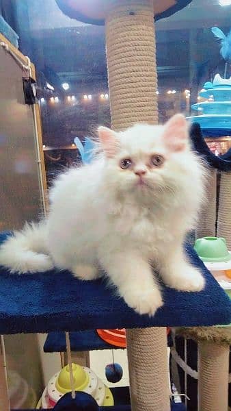 Persian long coat kitten 1