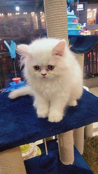 Persian long coat kitten 2