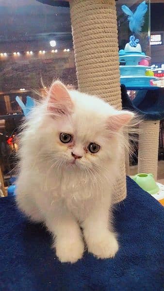 Persian long coat kitten 3