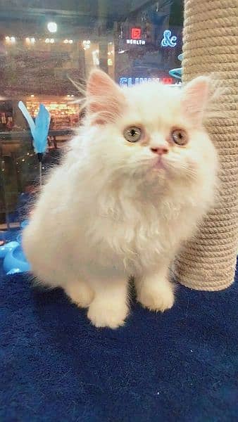 Persian long coat kitten 4