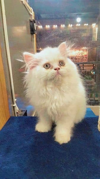 Persian long coat kitten 5