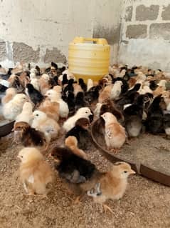 Chick golden mirsi 8 days old full healthy & active 03443424799
