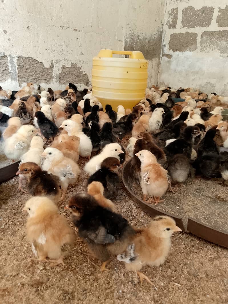 golden mirsi 6 day old Chicks | Misri Farming | Farm Silver Golden 0