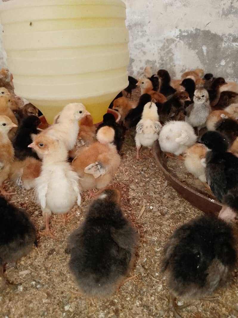 golden mirsi 6 day old Chicks | Misri Farming | Farm Silver Golden 1