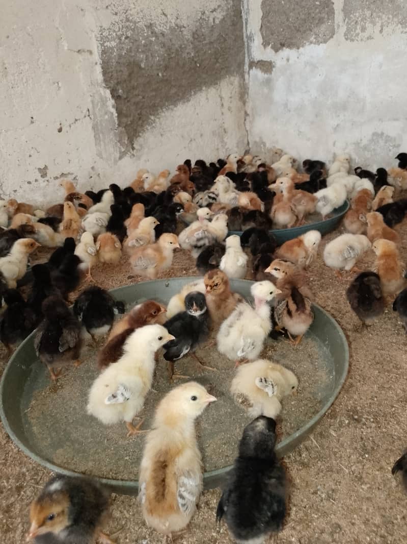 golden mirsi 6 day old Chicks | Misri Farming | Farm Silver Golden 3