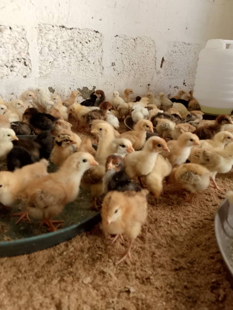 golden mirsi 6 day old Chicks | Misri Farming | Farm Silver Golden 5